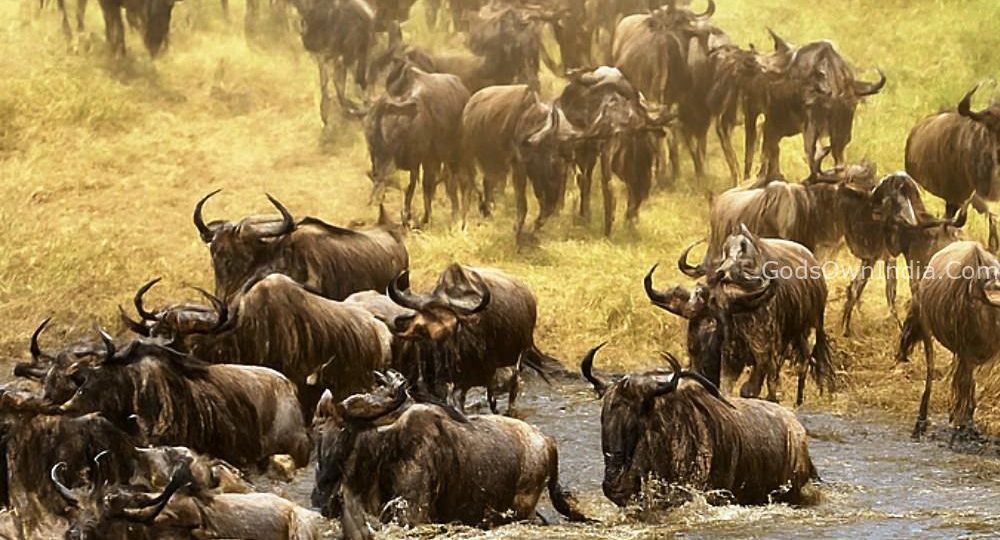 migration