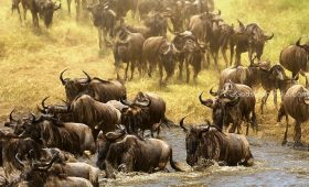 migration