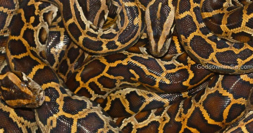 snake