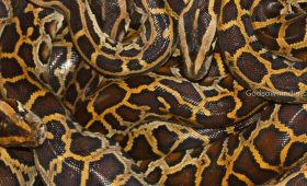 snake