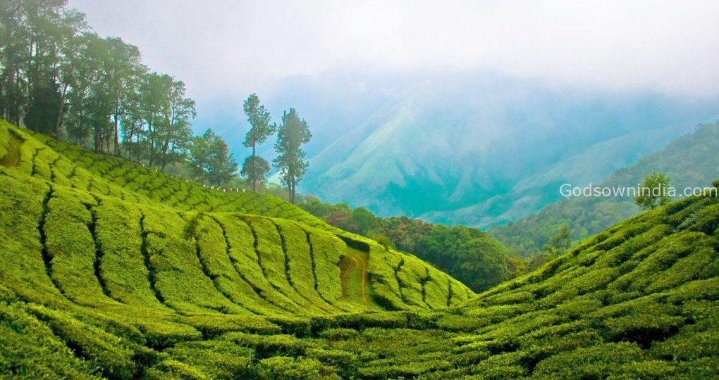 kerala wildlife