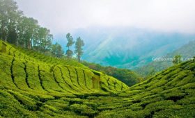 kerala wildlife
