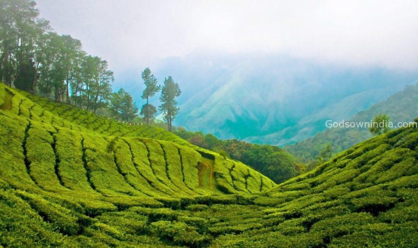 Top Activities in Idukki Kerala Guide