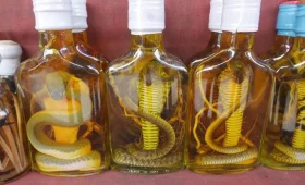 snake