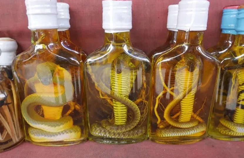 snake