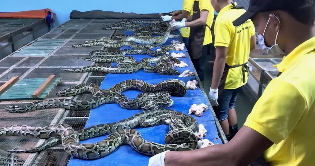 snake