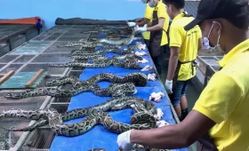 snake