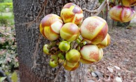 cannon ball tree