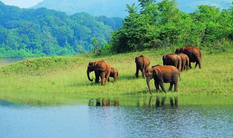 Elephants at lake in Periyar Wildlife Sanctuary Idukki