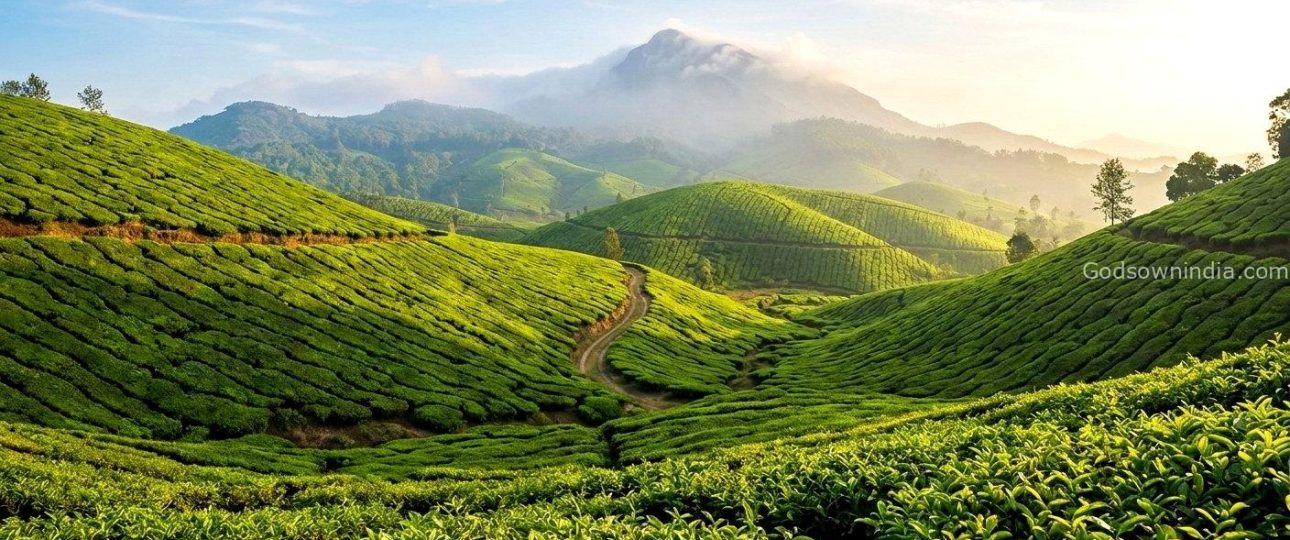 Panoramic view of emerald tea gardens in Munnar, a top tourist place in Idukki.