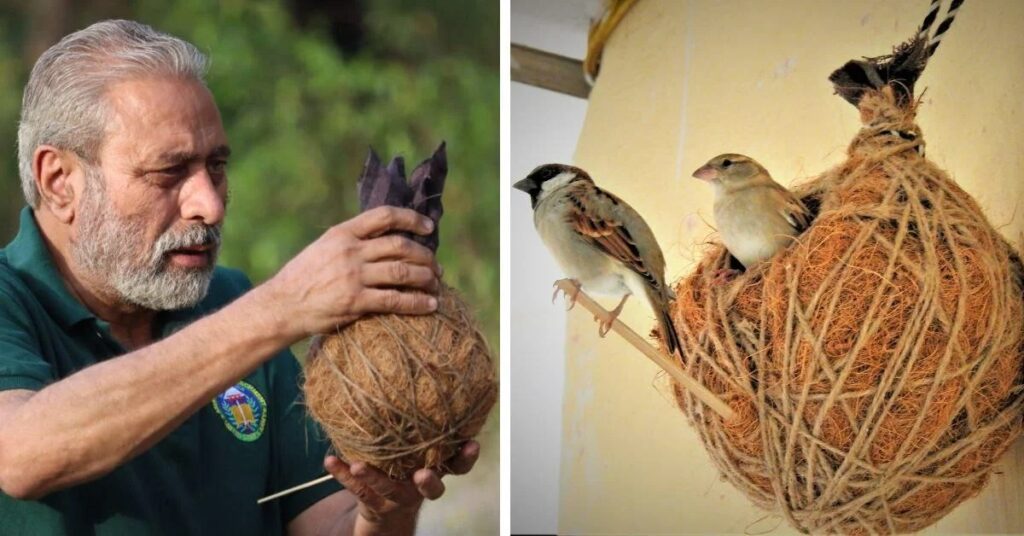 House Sparrow in garden tree – Celebrate World Sparrow Day 44