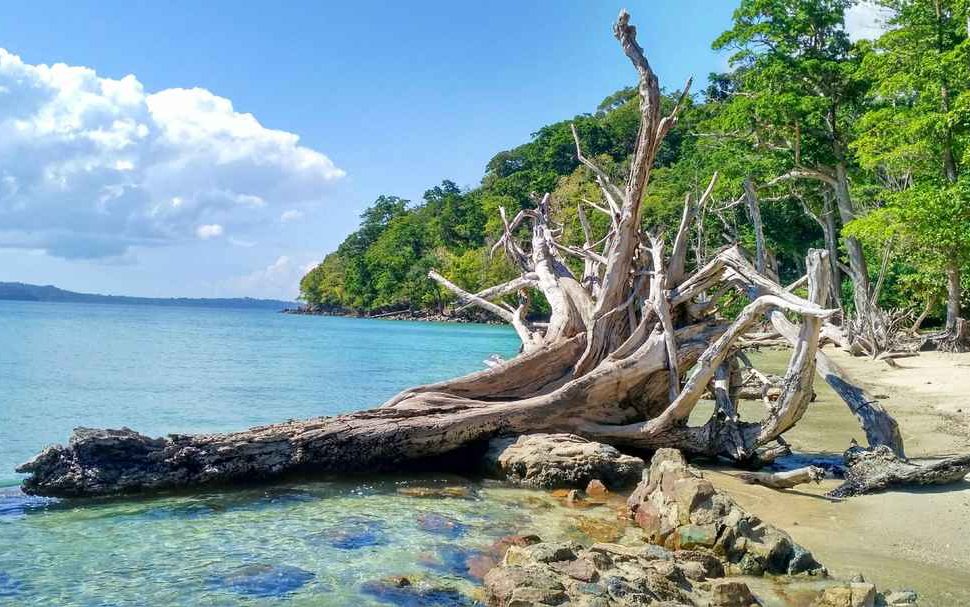 Aerial view of Chota Balu Beach Andaman surrounded by green forests