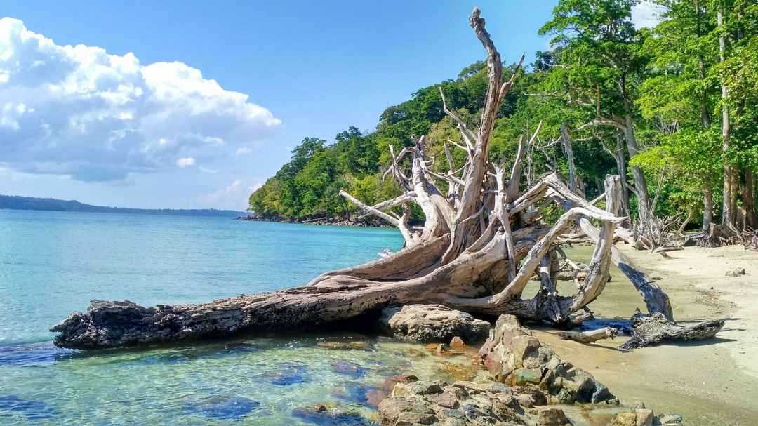 Aerial view of Chota Balu Beach Andaman surrounded by green forests