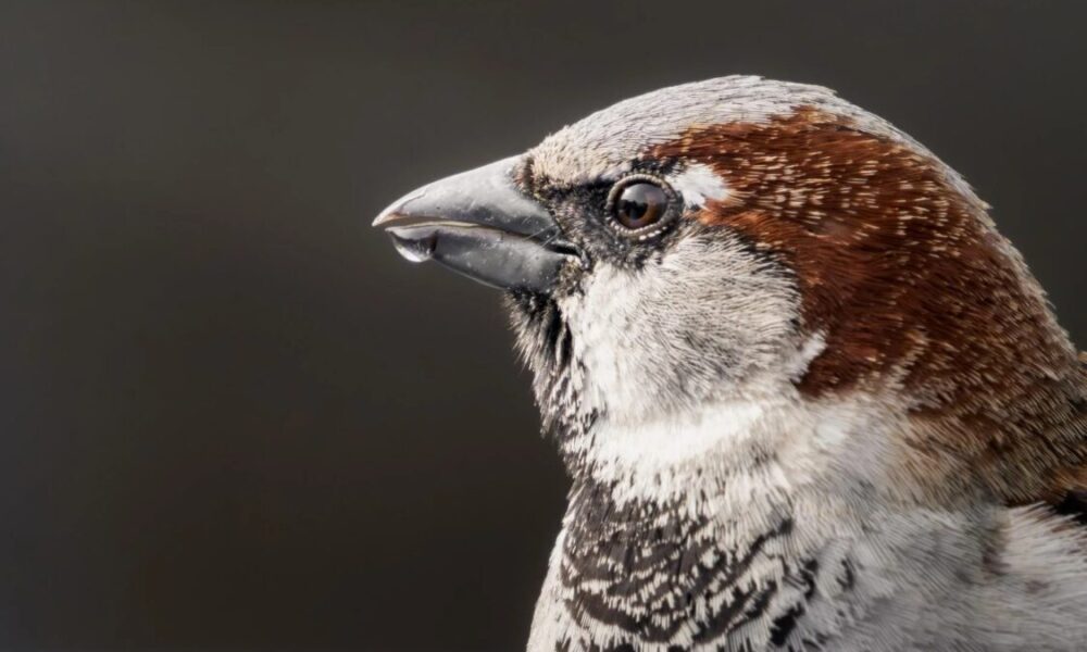 House Sparrow in garden tree – Celebrate World Sparrow Day 44