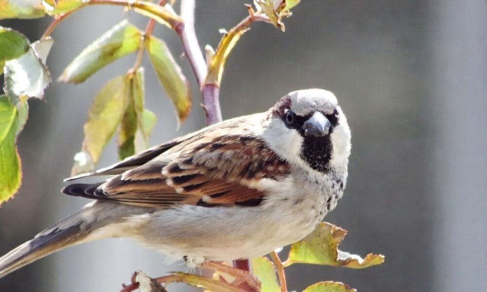 world sparrow day 55
