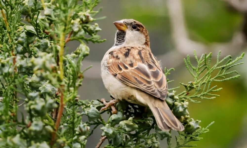 world sparrow day 99