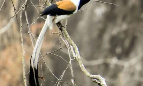 Dendrocitta leucogastra