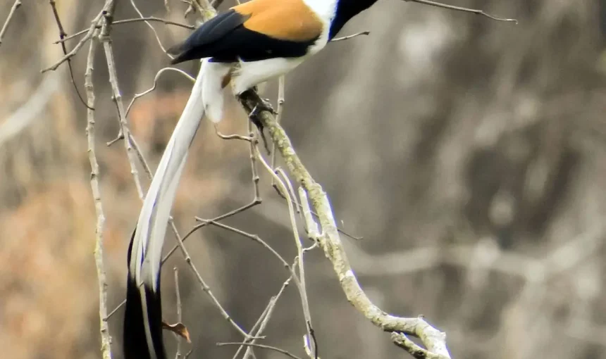 Rare Birds in Idukki, Kerala: Birding Guide