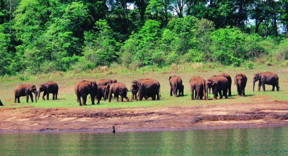 Periyar Wildlife Sanctuary