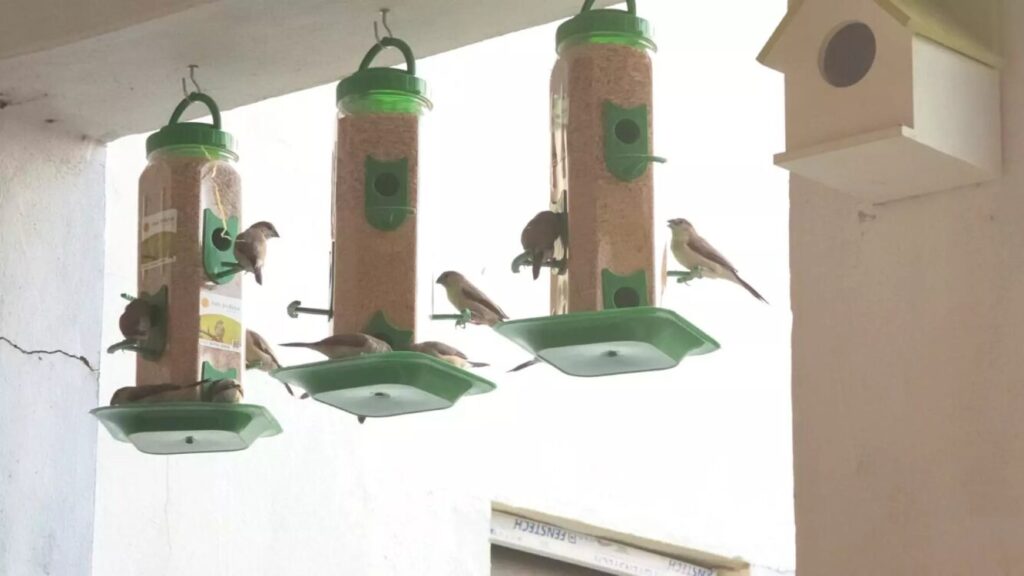 House Sparrow in garden tree – Celebrate World Sparrow Day 77