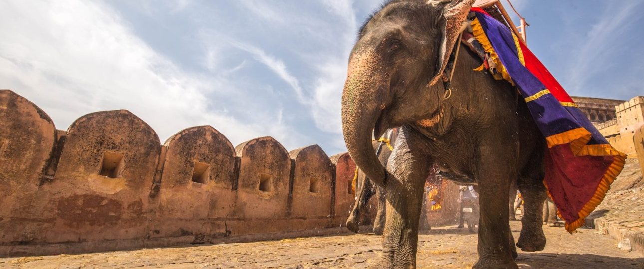 man riding on walking elephant at daytime