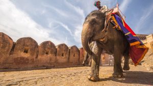 man riding on walking elephant at daytime
